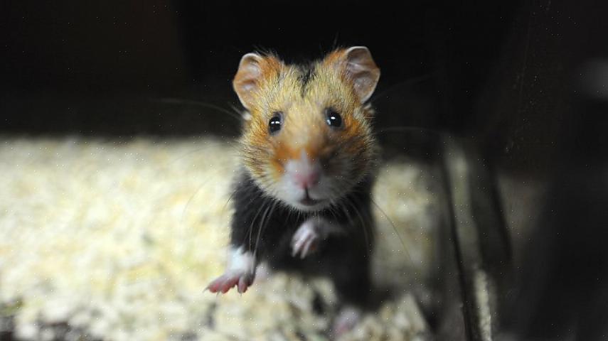 Roborovski dverghamstere anses som vanskeligere å avle enn dverghvite russiske hamstere eller de større