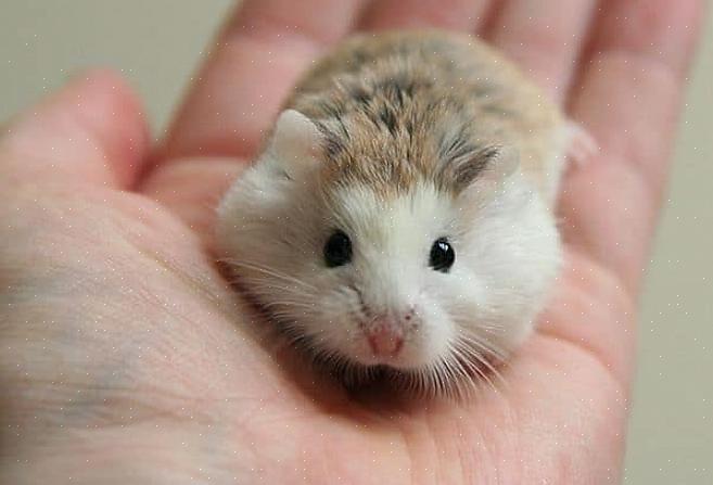 Dverg Roborovski hamstere er nysgjerrige vesener som ikke liker å bli holdt