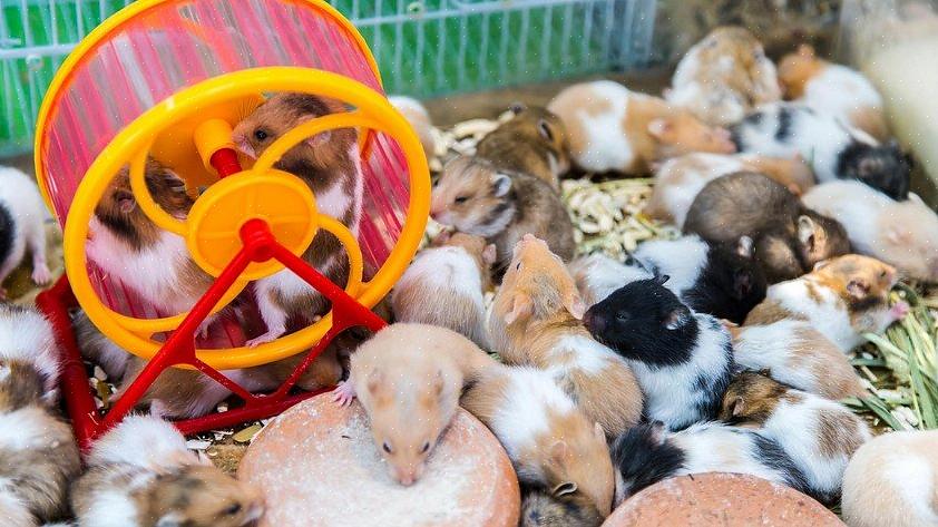 Syriske hamstere er ensomme dyr
