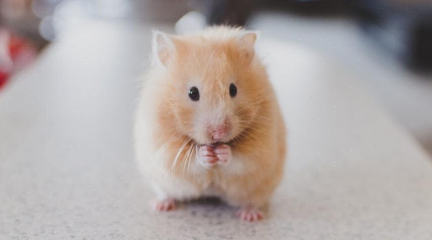 Vanlige navn: Syrisk hamster, gullhamster