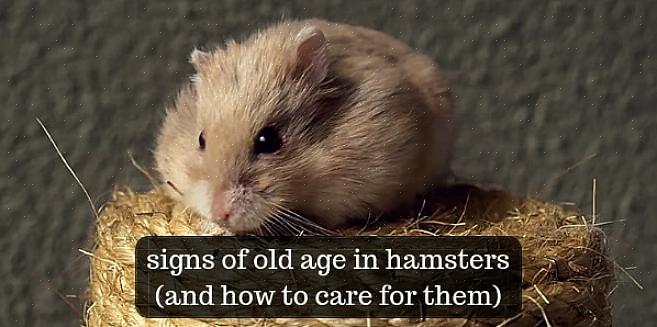 Den sikreste måten å finne ut om en hamster er hann eller hunn er ved å se på den anogenitale avstanden